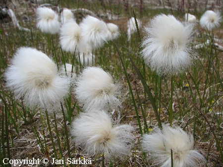 Eriophorum scheuchzeri